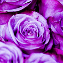 免费手机号轰炸机