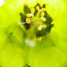 智能流量控制的网页版手机号攻击